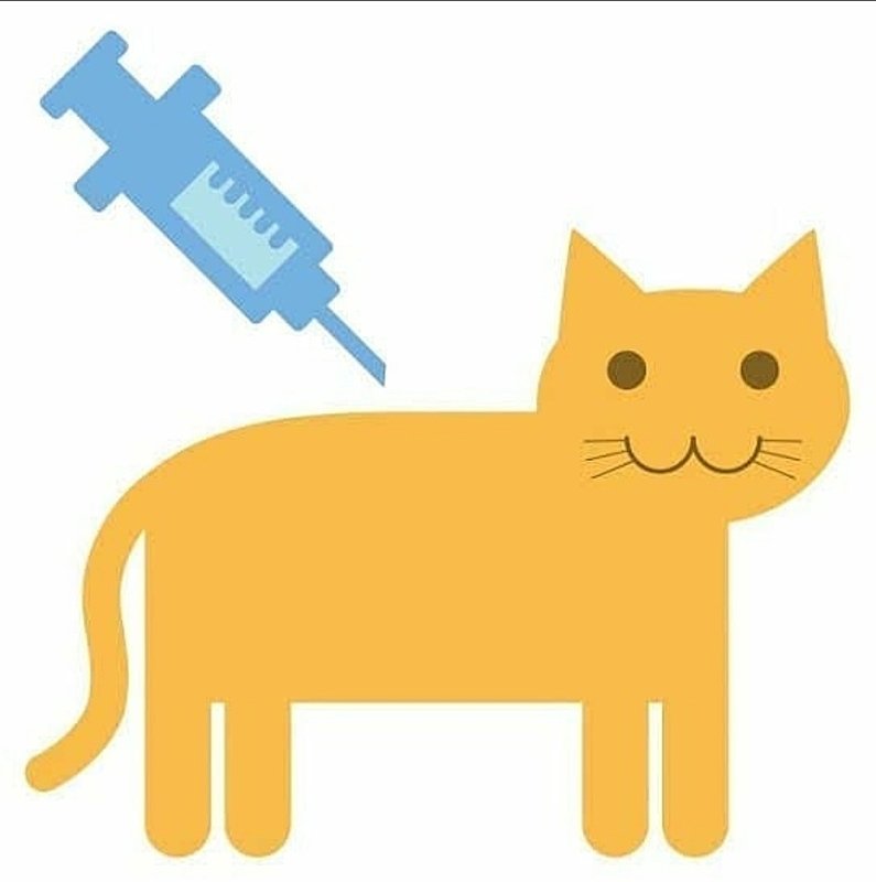 Vacinação dos Gatos 