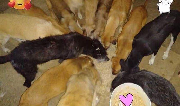 COMPRAR UM TERRENO PARA CONSTRUIR UM ABRIGO PARA OS ANIMAIS 