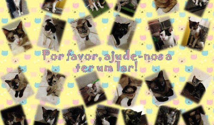 Ajude os gatinhos de Sepetiba/RJ a ter um lar