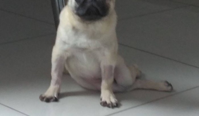 Ajude a Pug Ana