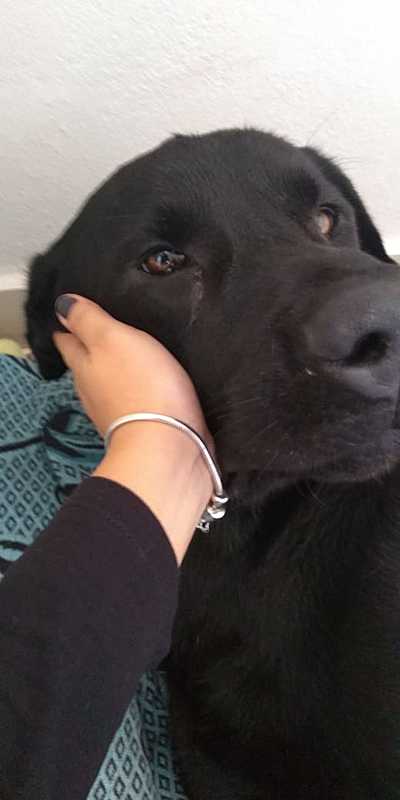 imagem da vaquinha Ajuda para o tratamento do "NEGÃO" , cão atropelado e abandonado covardemente á própria sorte...Juntos podemos ajudá-lo.