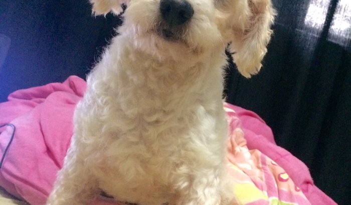 cirurgia pro meu cachorro
