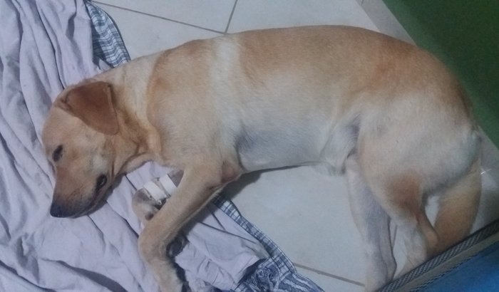 Uma cirurgia para o Thor