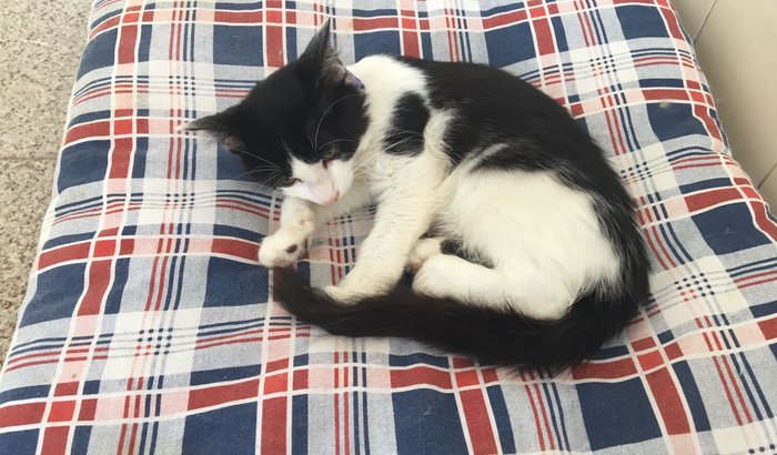 Cirurgia da Gatinha Luna