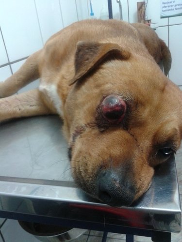 imagem da vaquinha CIRURGIA DO ALEMÃO