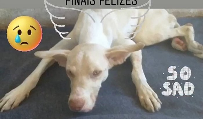 AJUDA AOS ABRIGOS ANIMAIS