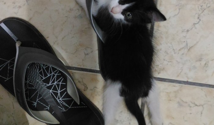 Ajude o amiguinho a andar! 