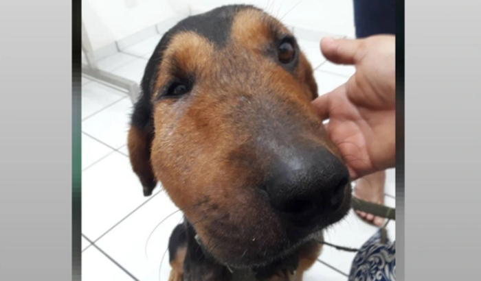 Abrigo de animais resgatados