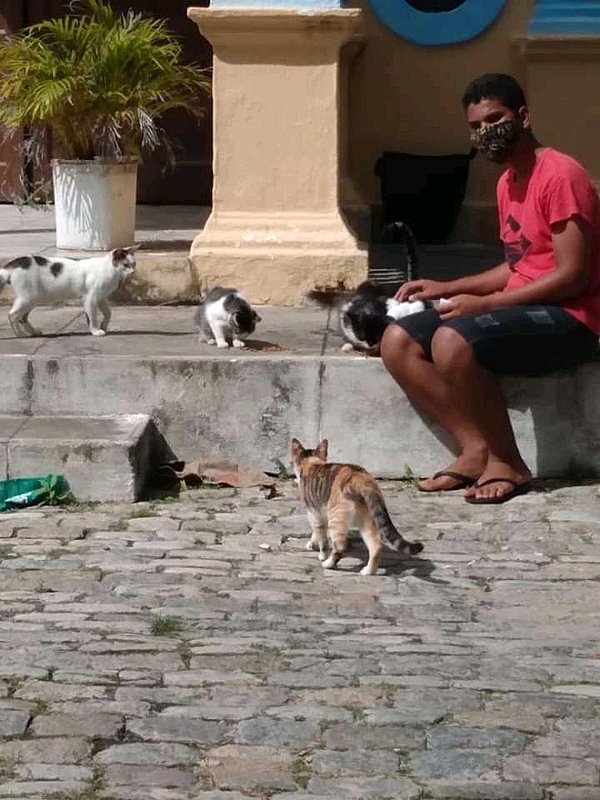 imagem da vaquinha AJUDA PARA COMPRAR UM TERRENO PARA OS FELINOS ABANDONADOS.
