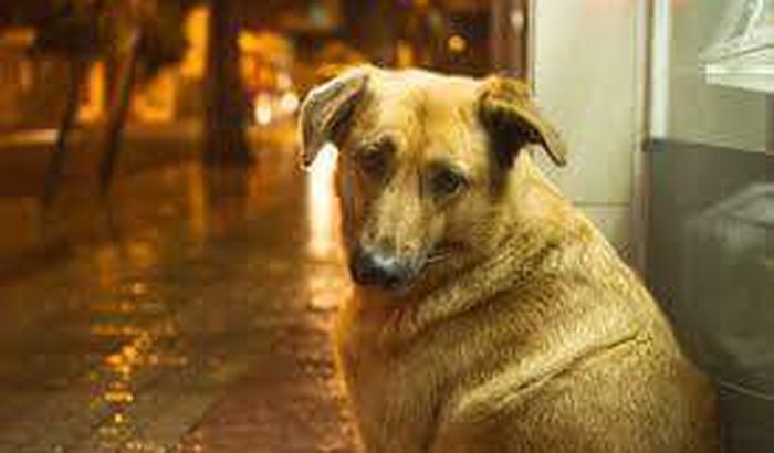 Vamos ajudar os animais de rua de Itapema Sc