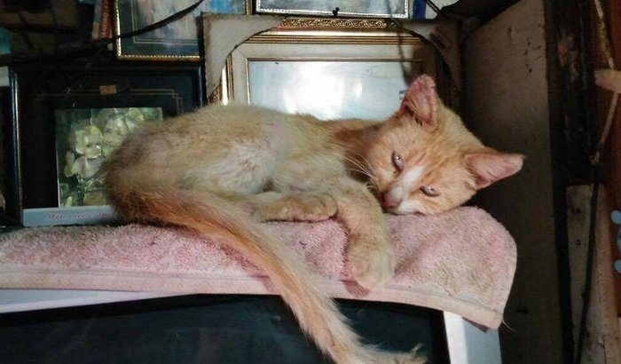 Ajuda para castração de gatos de uma família carente!