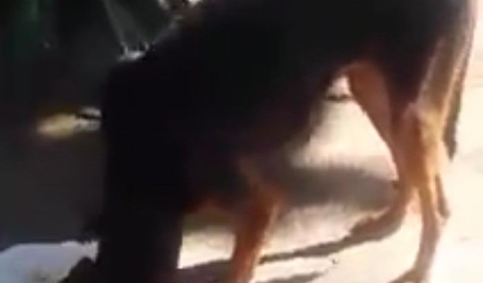 Ajuda para castração 