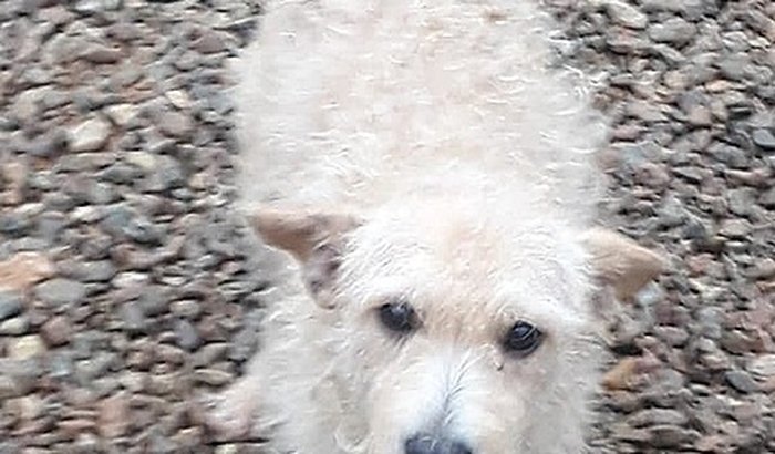 Cirurgia do Nene - Amputação da pata