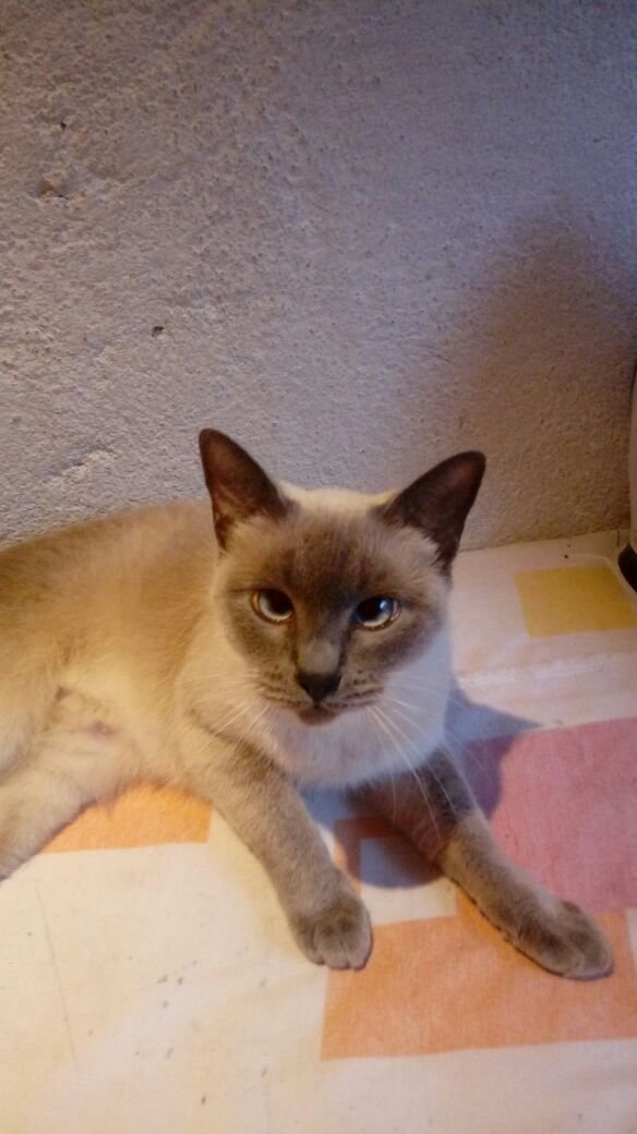 imagem da vaquinha Ajuda para a  gatinha Dengosa com suspeita de câncer!