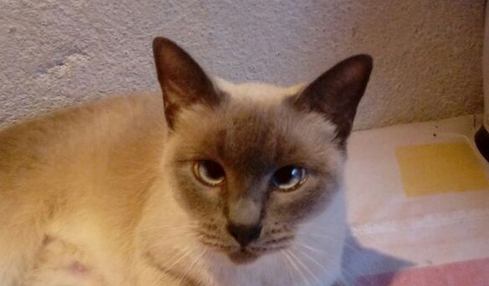 Ajuda para a  gatinha Dengosa com suspeita de câncer!