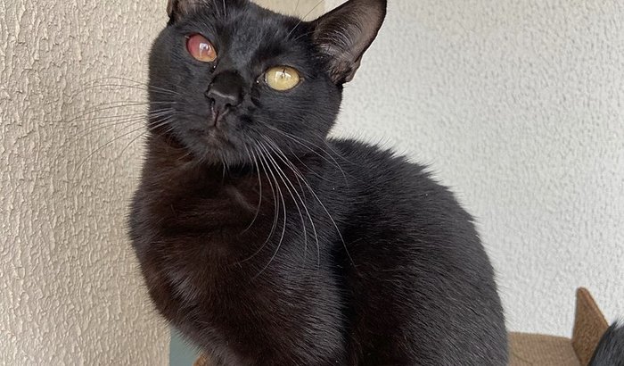 Ajude o João Honesto (Tratamento para PIF)