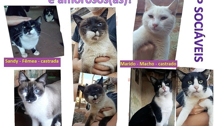 Resgate de Gatos do Galpão de Reciclagem