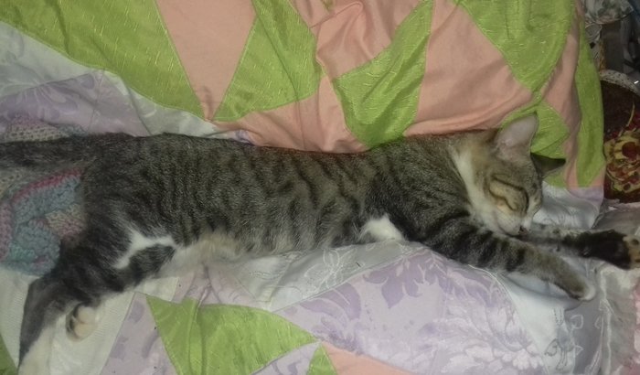 Ajuda para gatos