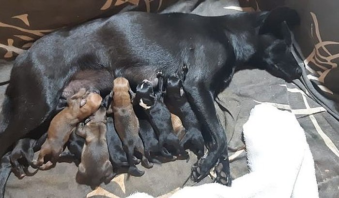 Ajuda para a Pretinha! Cadela abandonada deu cria à 10 filhotes