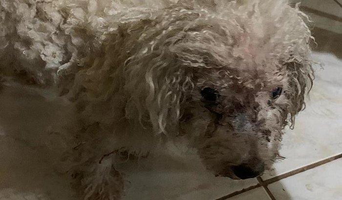 Ajuda ao Teddy - Um Cachorrinho Abandonado Que Encontrou Um Lar