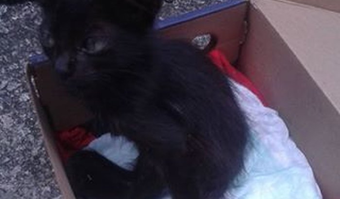 Ajuda para filhote de gato atacado por cachorro.