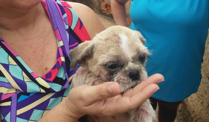Animais de Gyn Precisam de Ajuda