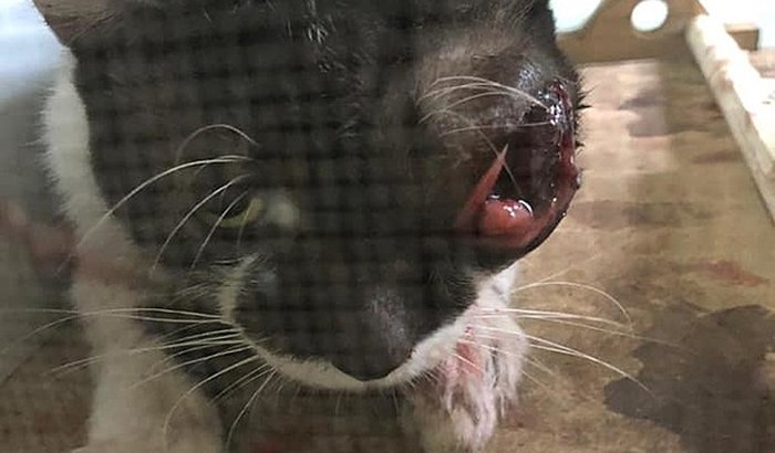 SALVE O PETCATANDUVA PARA QUE POSSAMOS SALVAR VIDAS!