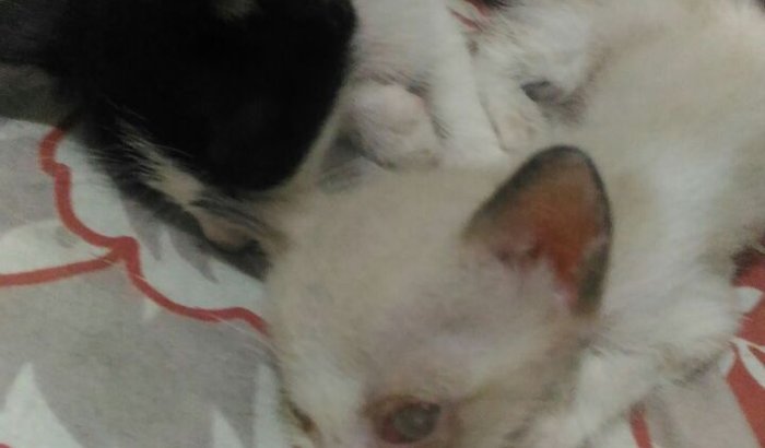 Gatinhos