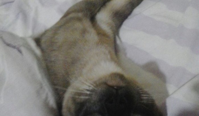A gatinha do meu filho caiu dá varanda do apto
