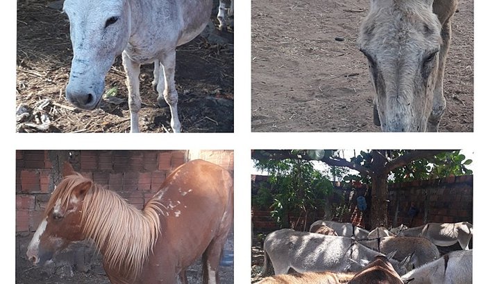 29 jumentos 4 eguas 2 burrinhos precisando de vc,nos ajude!!