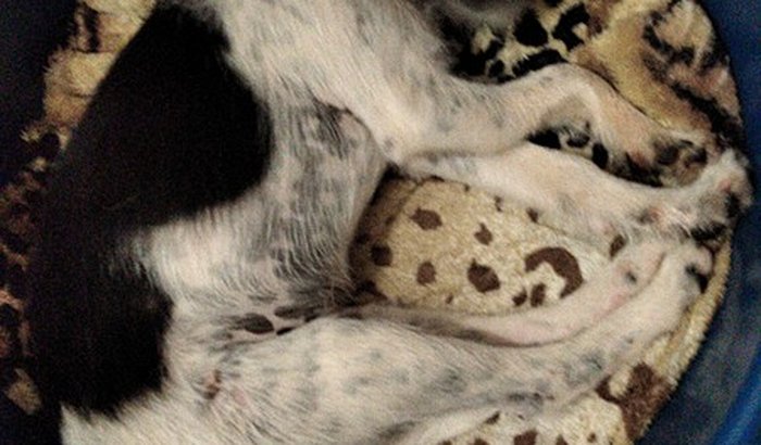 Ajuda para cirurgia do Luke,  cão atropelado em Maringá.