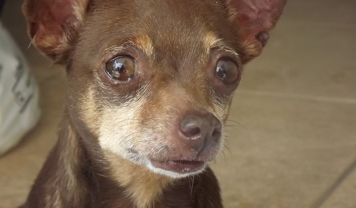 Para ajudar os cães de rua