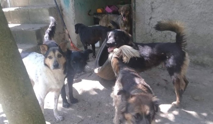 Precisamos de um abrigo fixo para os animais