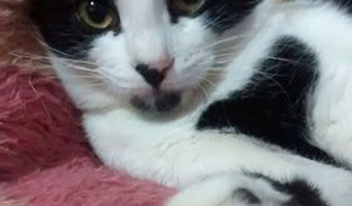 Ajudem meu gato (Misa)