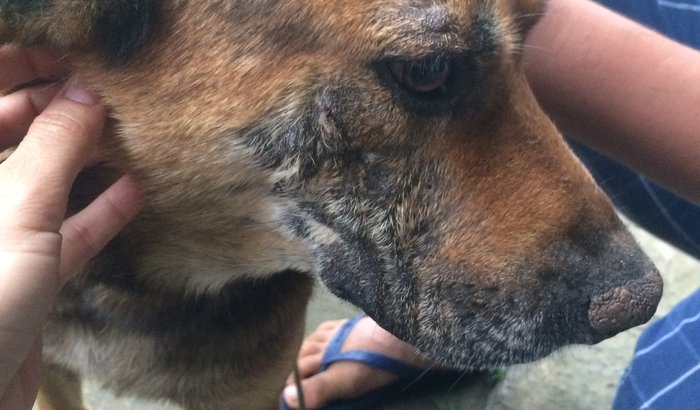Cachorros de Juquitiba precisam de AJUDA