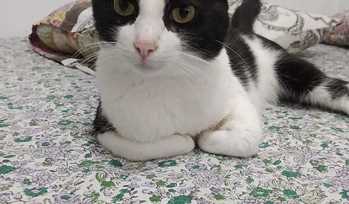 Ajuda para a cirurgia do gatinho Bardo