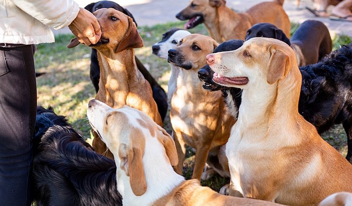 Ração pros cães da Arca