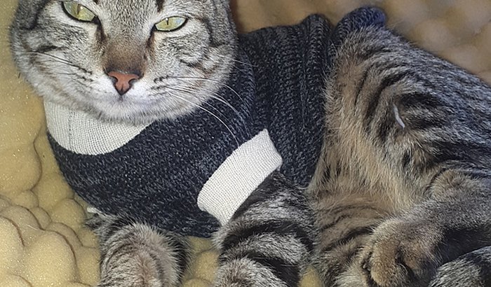 EXAME - PATINHA QUEBRADA - GATINHO RESGATADO DA RUA | Vaquinhas online