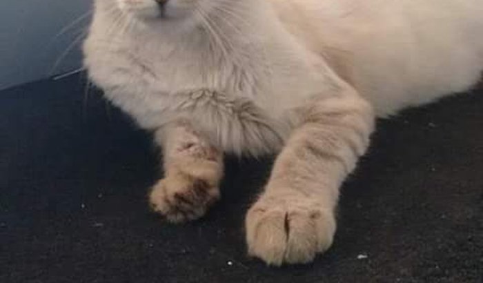 Ajude a gatinha Vick