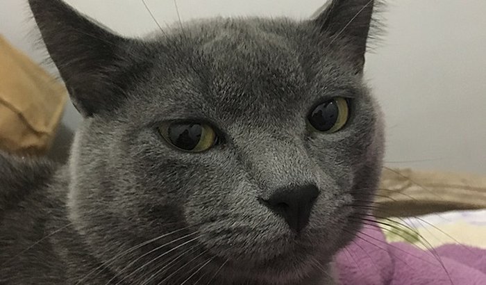 Ajuda para o gato Zion com seria obstrução urinária