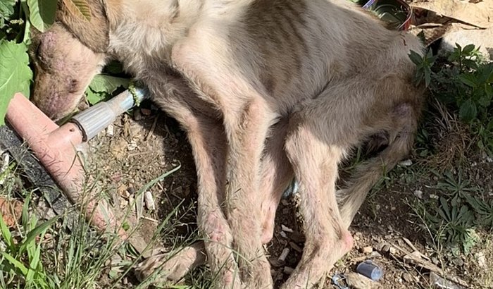 ESPERANÇA 😭🐶 cadelinha deixada para morrer 