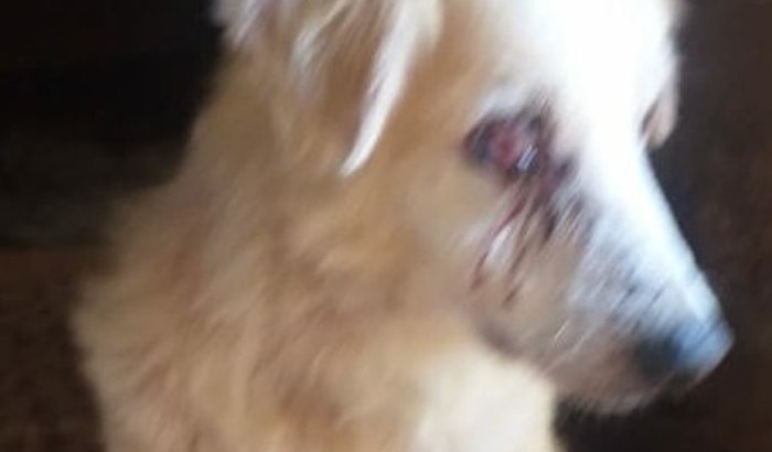 AJUDA PARA A CIRURGIA DO BRANCÃO