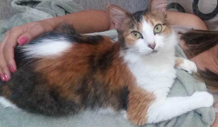 Campanha para fazer a Katie andar novamente 