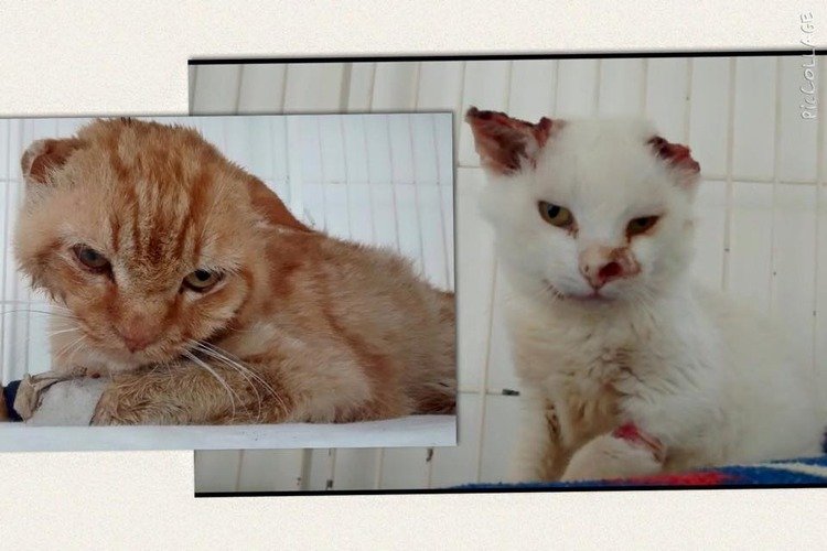 imagem da vaquinha Ajude os gatos Artur e Oliver