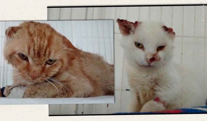 Ajude os gatos Artur e Oliver
