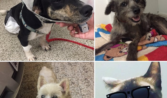 Socorro para os animais