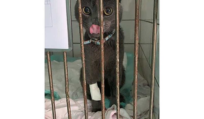 Gato sem orelha envenenado