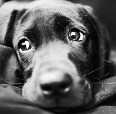 imagem da vaquinha Projeto Social Pêlos Animais