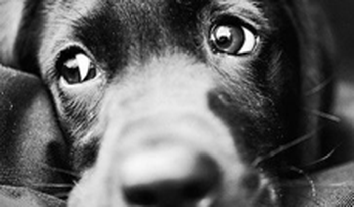 Projeto Social Pêlos Animais
