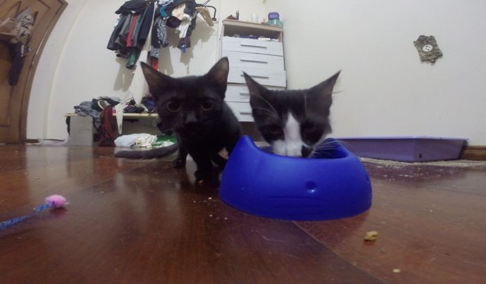 Adaptação dos gatinhos demônios